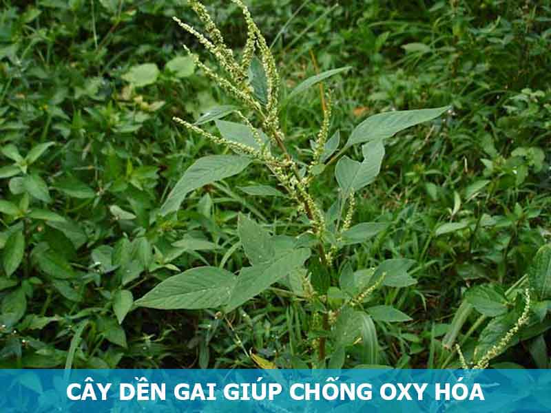 Cây dền gai hỗ trợ điều trị dị ứng mẩn ngứa